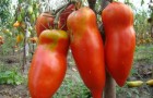 Сорт томата: Алый фрегат f1