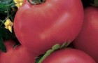 Сорт томата: Амурская заря