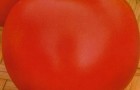 Сорт томата: Андромеда   f1