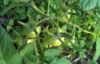 Сорт томата: Аравита f1