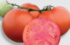 Сорт томата: Арнольд f1