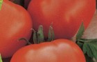 Сорт томата: Белый налив 241