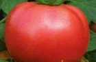 Сорт томата: Бокеле f1
