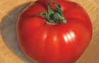 Сорт томата: Большой брат f1