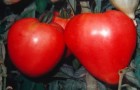 Сорт томата: Бычье сердце