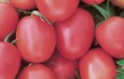Сорт томата: Де барао розовый