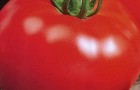 Сорт томата: Добрый f1