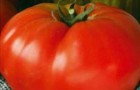 Сорт томата: Дорогой гость