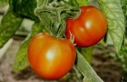 Сорт томата: Грунтовый грибовский 1180