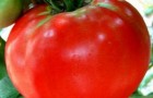 Сорт томата: Канары