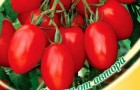Сорт томата: Комнатный сюрприз