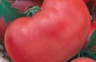 Сорт томата: Красавец мясистый
