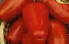 Сорт томата: Красный клык