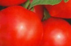 Сорт томата: Кривянский f1