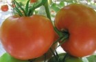Сорт томата: Кунеро f1