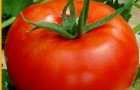 Сорт томата: Куршевель f1