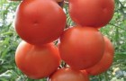Сорт томата: Лилос f1