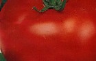 Сорт томата: Львиное сердце