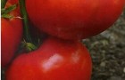 Сорт томата: Любовь земная f1