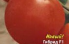 Сорт томата: Магистраль f1