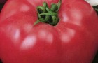 Сорт томата: Малиновый гигант