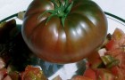 Сорт томата: Малиновый шар
