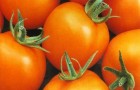 Сорт томата: Медовая гроздь