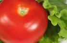 Сорт томата: Мохнатый шмель