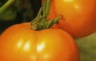 Сорт томата: Монастырская трапеза