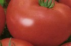 Сорт томата: Настенька