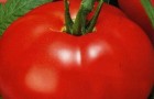 Сорт томата: Настёна f1