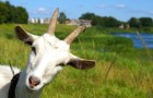 Неинфекционные заболевания коз – Ревматизм