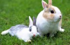 Незаразные болезни кроликов – Гипокальциемия