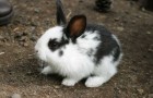 Незаразные болезни кроликов – Витамин В5, или РР