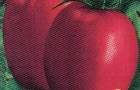 Сорт томата: Оникс f1