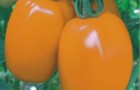 Сорт томата: Оранжевый авюри