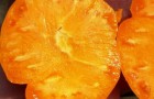 Сорт томата: Оранжевый слон