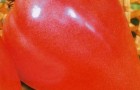 Сорт томата: Орлиный клюв