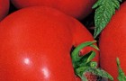 Сорт томата: Парус f1