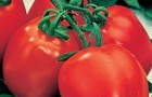 Сорт томата: Петр первый f1