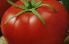 Сорт томата: Полюс