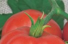 Сорт томата: Пятачок f1