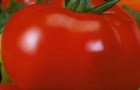 Сорт томата: Пышка f1
