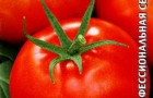 Сорт томата: Пышная купчишка f1