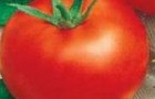 Сорт томата: Волгоградский скороспелый 323