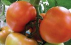 Сорт томата: Жеронимо f1