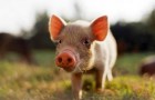 Заболевание свиней – Акантоцефалезы