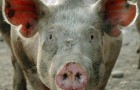 Заболевание свиней – Саркоптоз