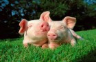 Заболевание свиней – Трихоцефалез