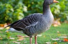Заболевания гусей – Колибактериоз